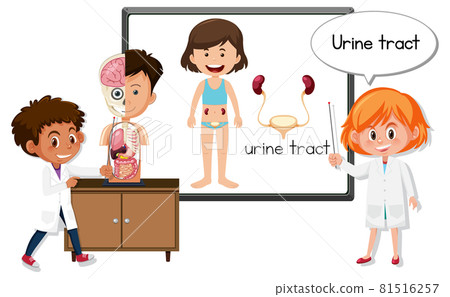Young doctor explaining urine tract Young doctor explaining urine tract 81516257