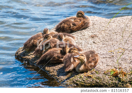 Cute little ducklings sits on a lake coast 81516357