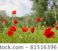 A bright red Amapola blooming and dancing in the Spanish meadow 81516396