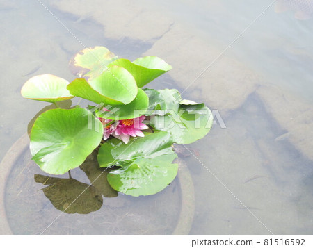 睡蓮鮮花 81516592
