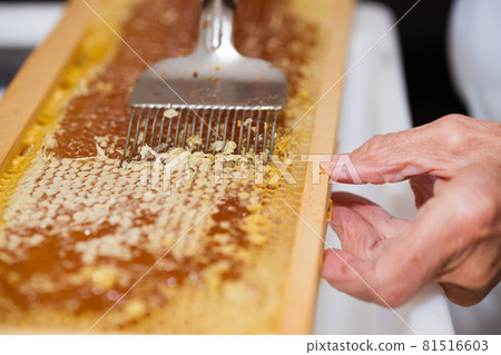 Woman de-capping honeycomb to collect honey Woman de-capping honeycomb to collect honey 81516603