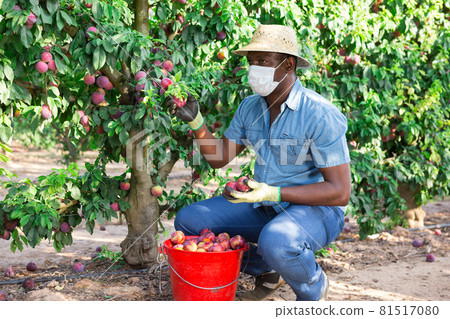 African american male farmer in a protective mask plucks plums from a tree 81517080