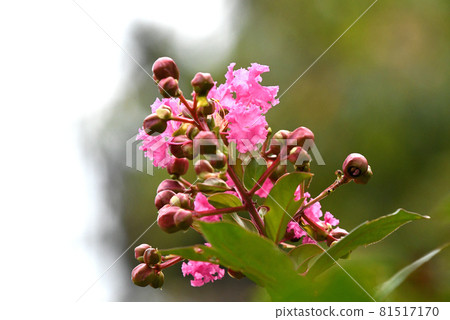Flower of crape mybs 81517170