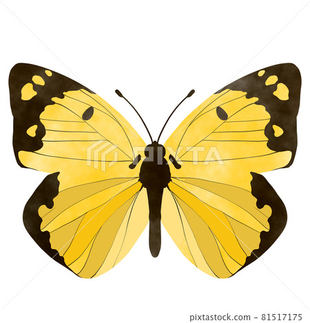 Colias erate illustration watercolor style 81517175