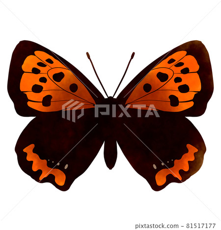 Small copper illustration watercolor style 81517177