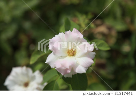 荒尾市少女公民花壇玫瑰花, 荒尾市少女公民花壇玫瑰花, 81517441