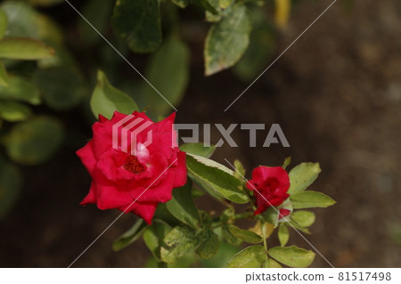 Arao City Ooyamai citizen flower bed Roses flower 81517498