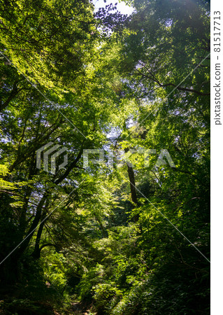 Summer landscape shining forest Summer landscape shining forest 81517713