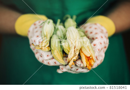 Zucchini holding flowers in the hands of the gardener outdoors Zucchini holding flowers in the hands of the gardener outdoors 81518041
