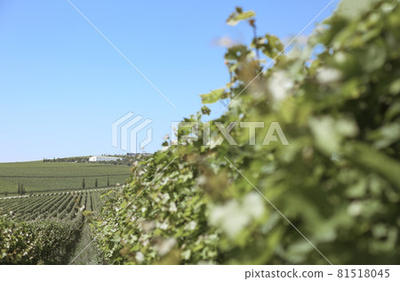 Beautiful green vineyard landscape Beautiful green vineyard landscape 81518045