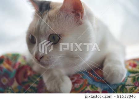 一隻貓 一隻貓 81518046