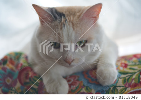 一隻貓 一隻貓 81518049