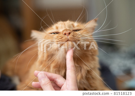 I like cats, tea tabby cats 81518123