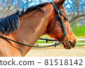 馬 81518142