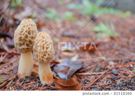 Two morels Two morels 81518160