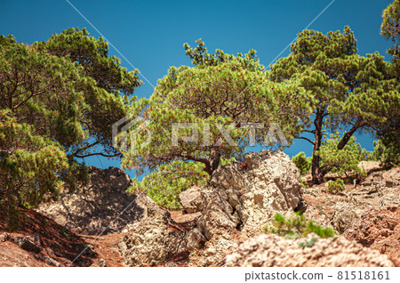 Mountains, rocks, large stones and trees in the 81518161