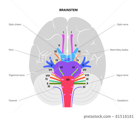 Cranial nerves diagram Cranial nerves diagram 81518181