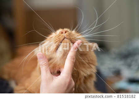 我喜歡貓，茶虎斑貓 81518182