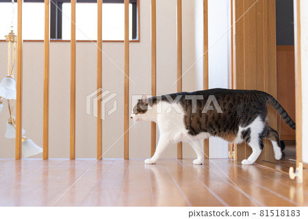 Kijitora White, a cat walking in the house 81518183