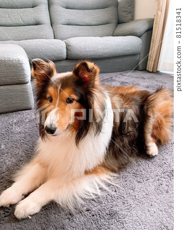 Shetland Sheepdog 81518341