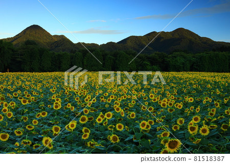 Yahaba Town, Iwate Prefecture, Yahaba Town, Iwate Prefecture, Summer Sunflower Field Sunflower Field Yahaba Town, Iwate Prefecture, Yahaba Town, Iwate Prefecture, Summer Sunflower Field Sunflower Field 81518387