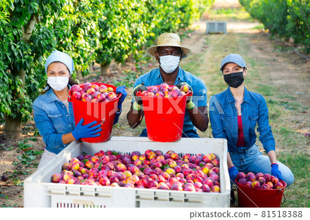 Farmers posing with harvested plums in orchard Farmers posing with harvested plums in orchard 81518388