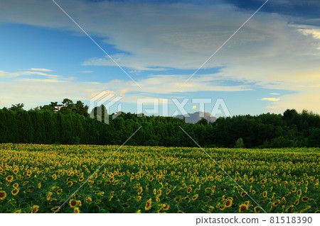 Yahaba Town, Iwate Prefecture, Yahaba Town, Iwate Prefecture, Summer Sunflower Field Sunflower Field Yahaba Town, Iwate Prefecture, Yahaba Town, Iwate Prefecture, Summer Sunflower Field Sunflower Field 81518390