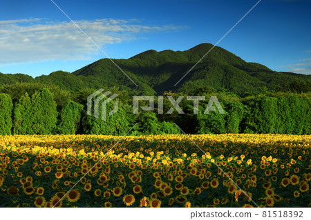 Yahaba Town, Iwate Prefecture, Yahaba Town, Iwate Prefecture, Summer Sunflower Field Sunflower Field 81518392