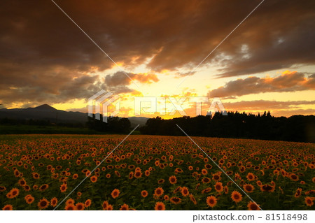 Kitakami City, Iwate Prefecture, sunflower field at sunset 81518498