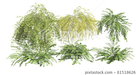 Climbing plants creepers isolated on white background 3d illustration Climbing plants creepers isolated on white background 3d illustration 81518626