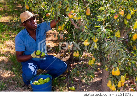 Man picking pears in garden Man picking pears in garden 81518783
