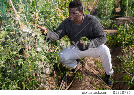 gardener picking green peas 81518785
