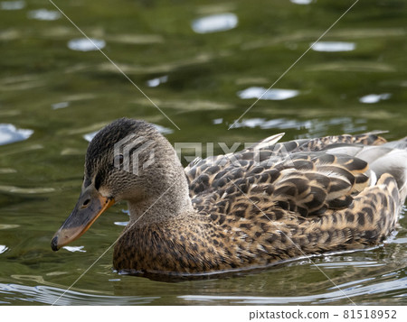wild duck in the lake 81518952