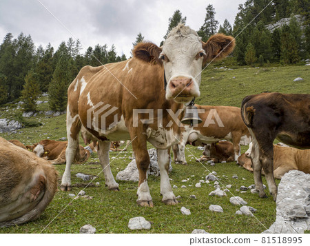 Cow relaxing in dolomites 81518995
