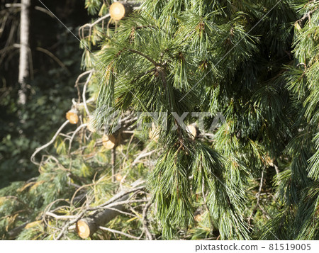 mountain pine essential oil factory distillery 81519005