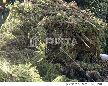 mountain pine essential oil factory distillery 81519006