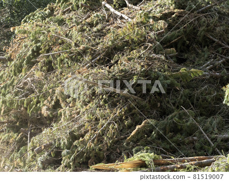 mountain pine essential oil factory distillery 81519007