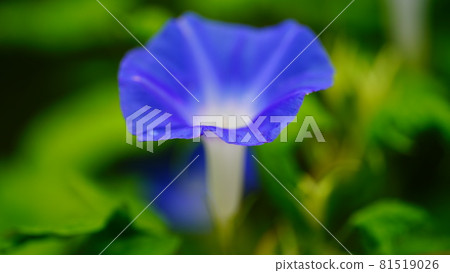 牽牛花電源 81519026