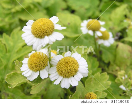 Golden Fever Few 81519088