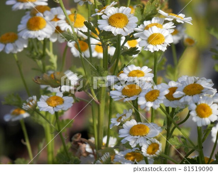 Golden Fever Few 81519090