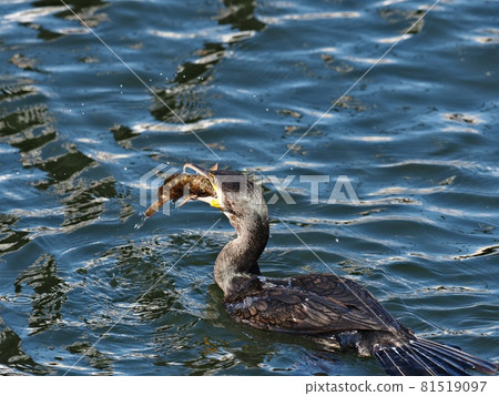 Japanese cormorant preying on scorpion fish (swallowing) Japanese cormorant preying on scorpion fish (swallowing) 81519097