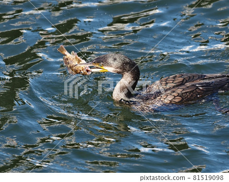 Japanese cormorant preying on scorpion fish (holding gills) Japanese cormorant preying on scorpion fish (holding gills) 81519098