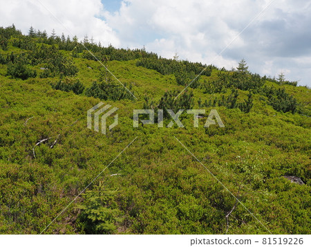 Green Silesian Beskids landscapes range near Salmopol pass, Poland Green Silesian Beskids landscapes range near Salmopol pass, Poland 81519226