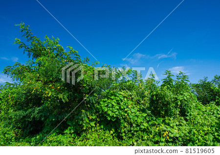 Bur-cucumber overlying black locust Bur-cucumber overlying black locust 81519605