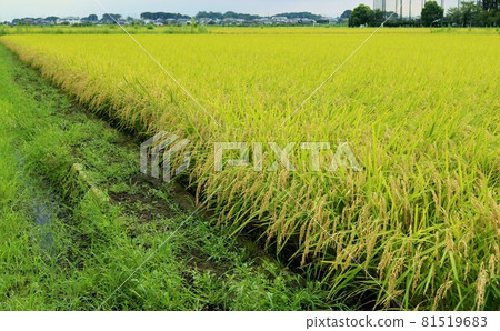 Fruitful autumn Rice harvest Countryside evening 81519683