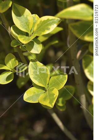 Golden privet 81519723