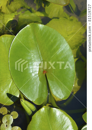 Yellow water lily 81519727