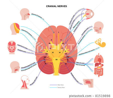 Cranial nerves diagram 81519898