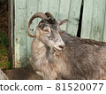 Beautiful horned goat in the rays of the sun 81520077