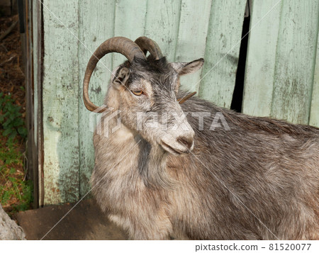 Beautiful horned goat in the rays of the sun 81520077